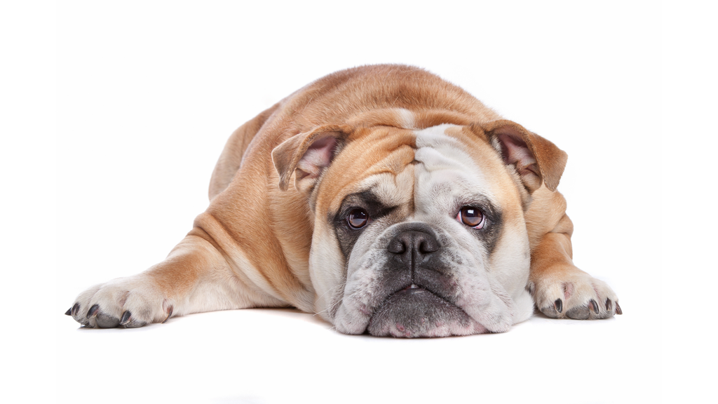 Bulldog (ou Bouledogue anglais)