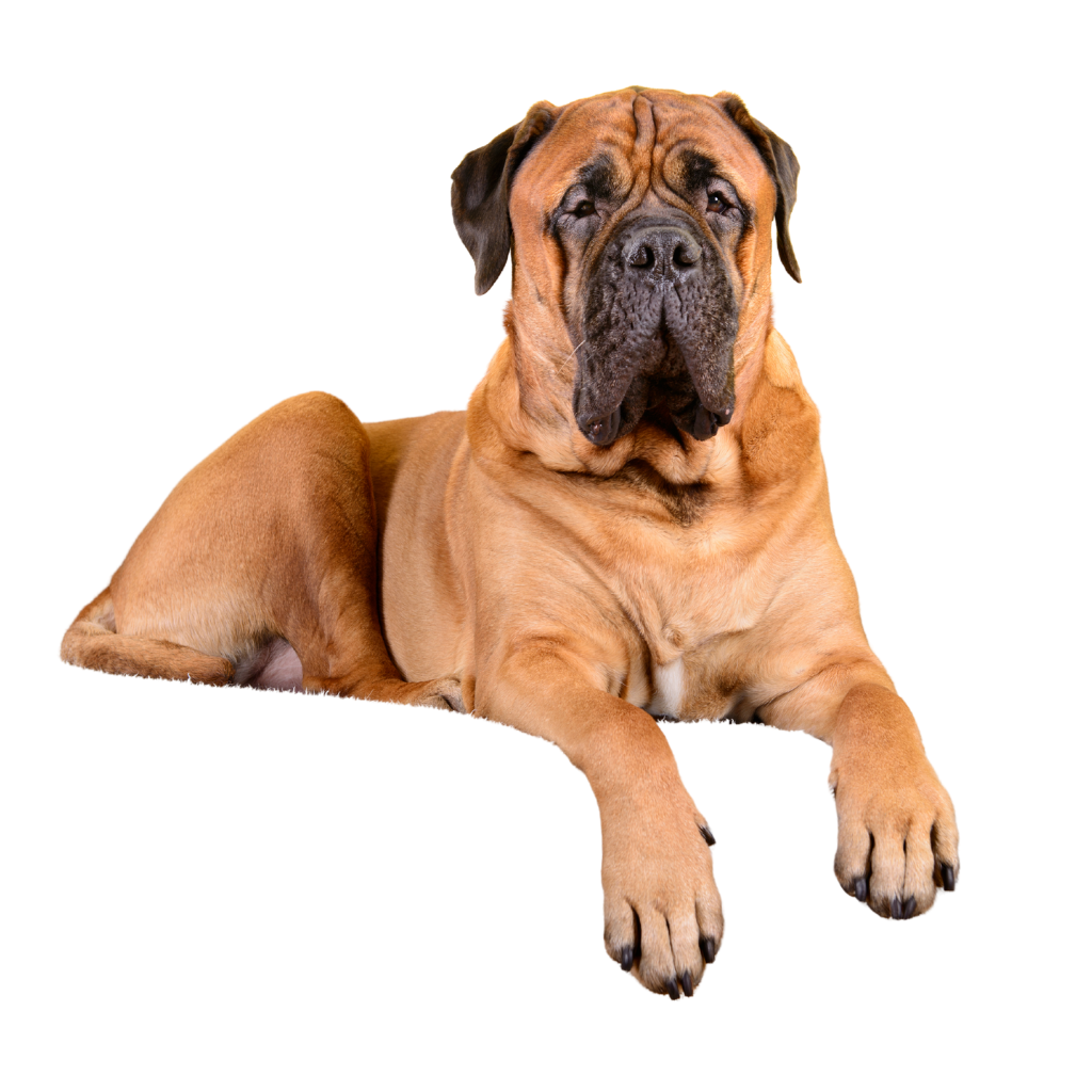 Bullmastiff