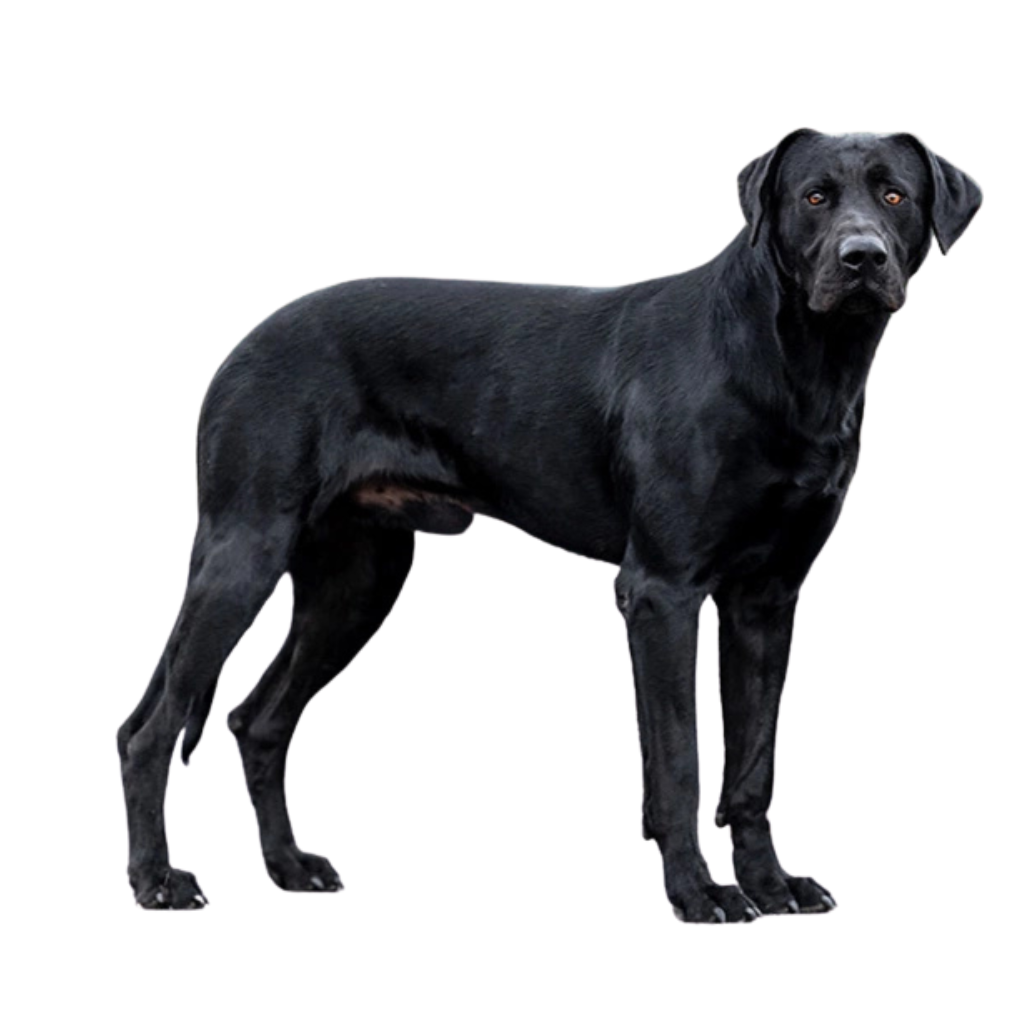 Ca de Bestiar (o Perro de Pastor Mallorquín, Majorca Shepherd Dog, Chien de Berger de Majorque)