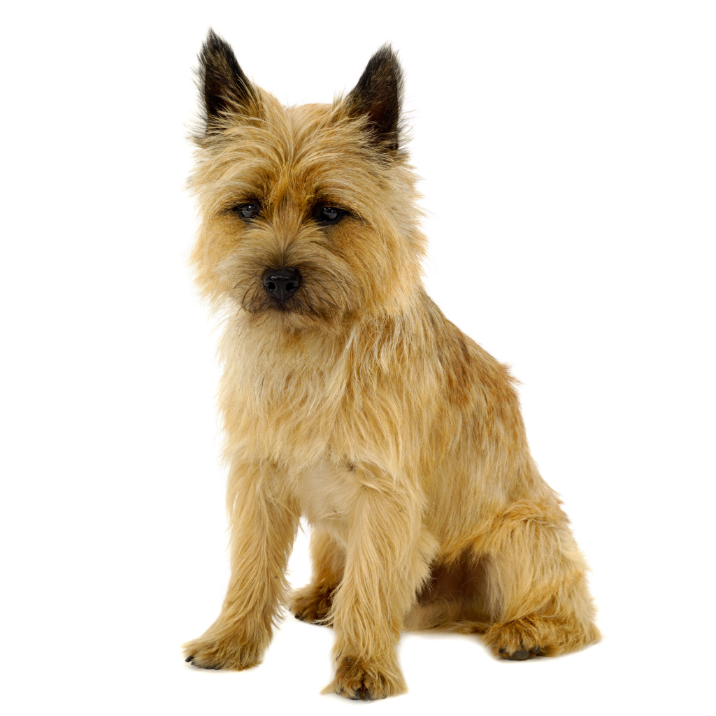 Cairn Terrier