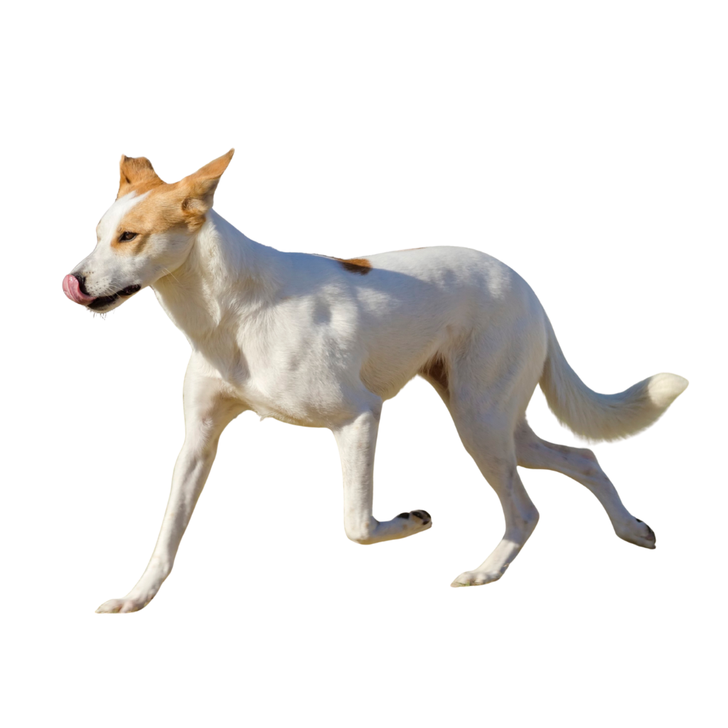 Canaan Dog (or Canaan Dog)