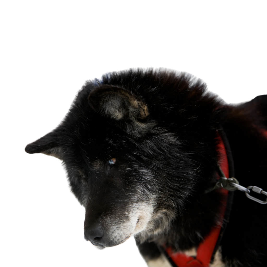 Canadian Eskimo Dog (or Inuit Dog)