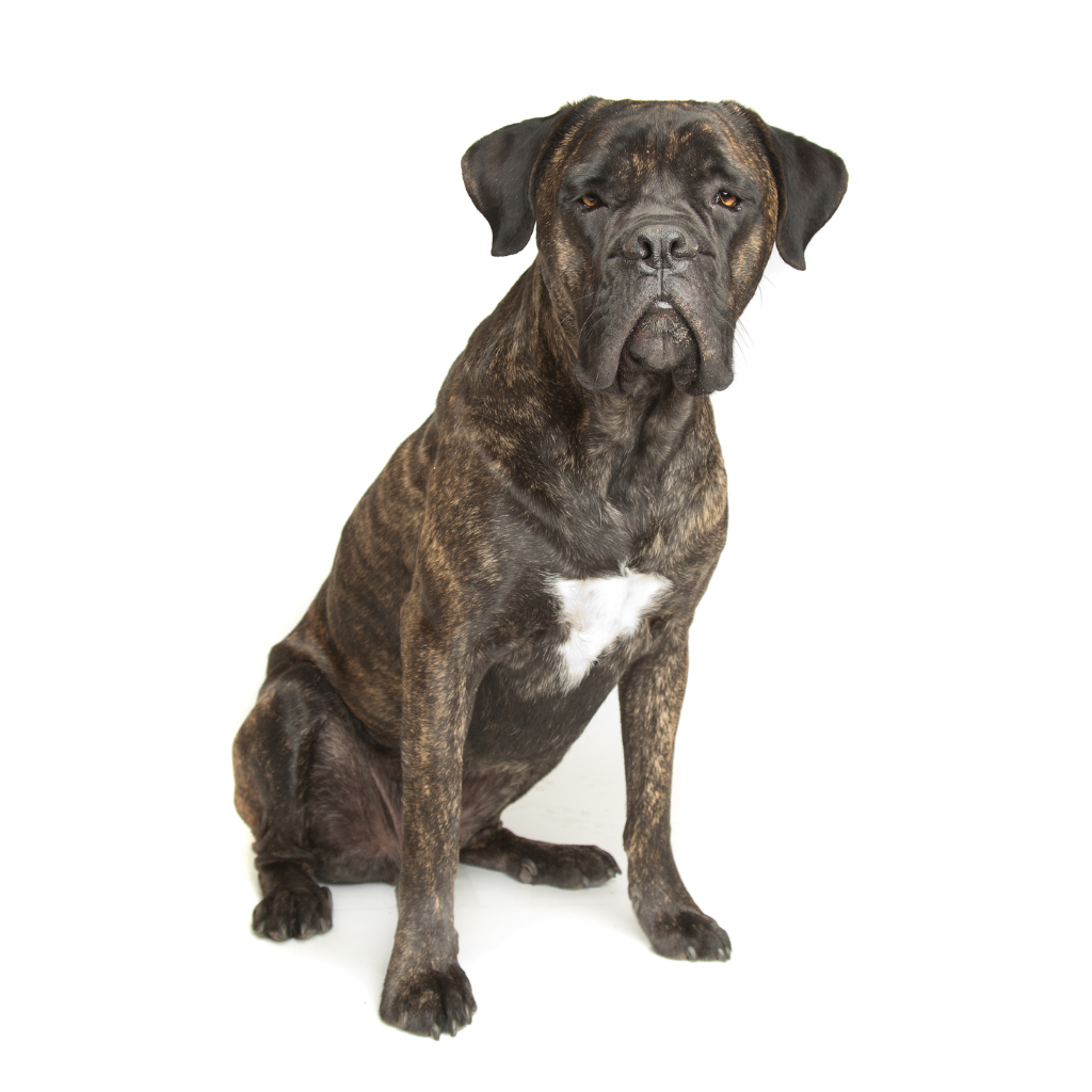 Cane Corso Italiano (ou Branchiero Siciliano, Chien de cour Italien, Italian Corso Dog) 