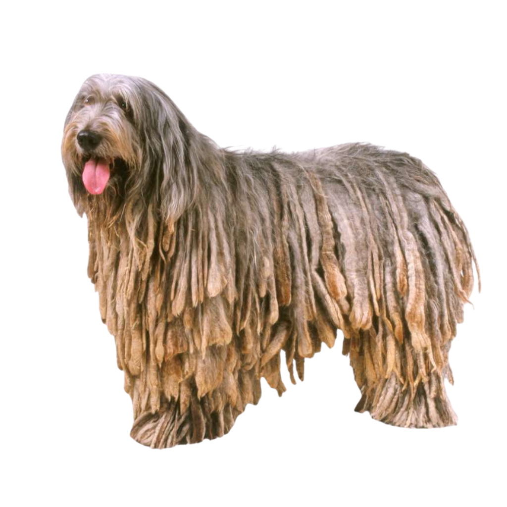 Bergamasco Shepherd Dog (or Berger Bergamasque)