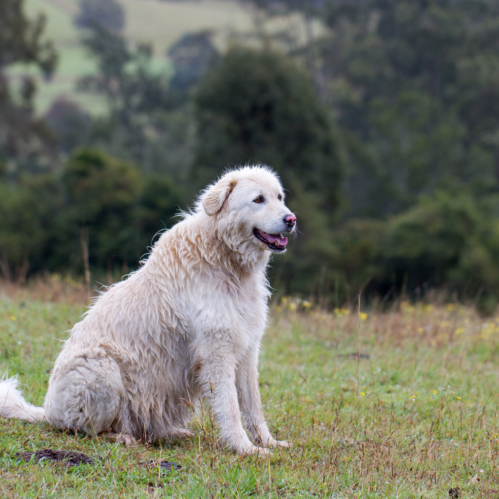 Cane Da Pastore Maremmano-Abruzzese (ou Maremma, Berger de la Maremme et des Abruzzes)