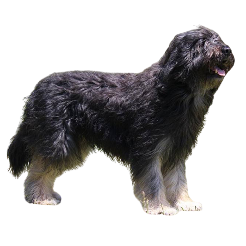 Cão Da Serra De Aires (o Perro de Montaña Portugués)