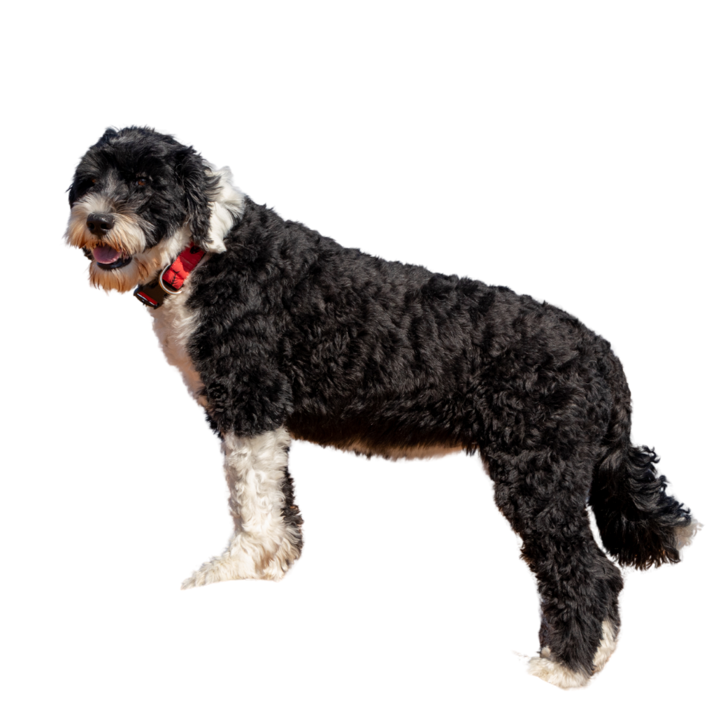 Cão De Água Português (ou Chien d'Eau Portugais)