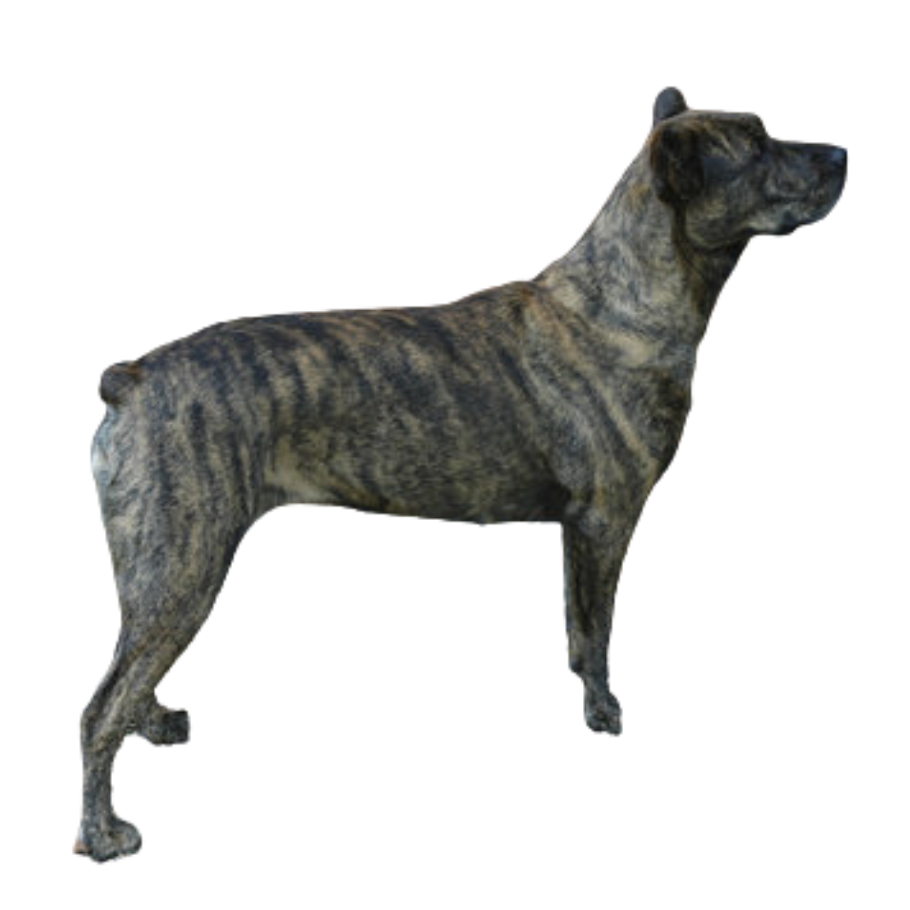 Cão De Castro Laboreiro (ou Bouvier portugais, Castro Laboreiro Dog)