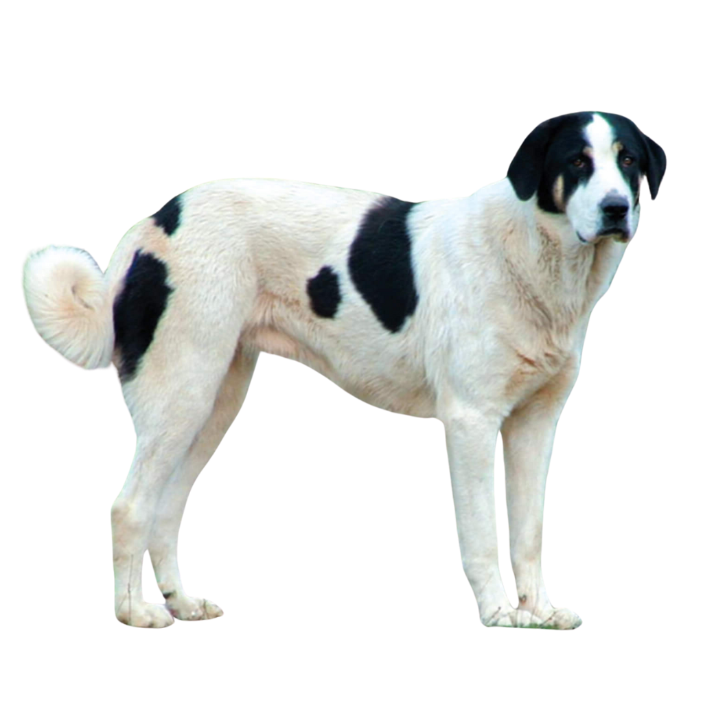 Cão De Gado Transmontano