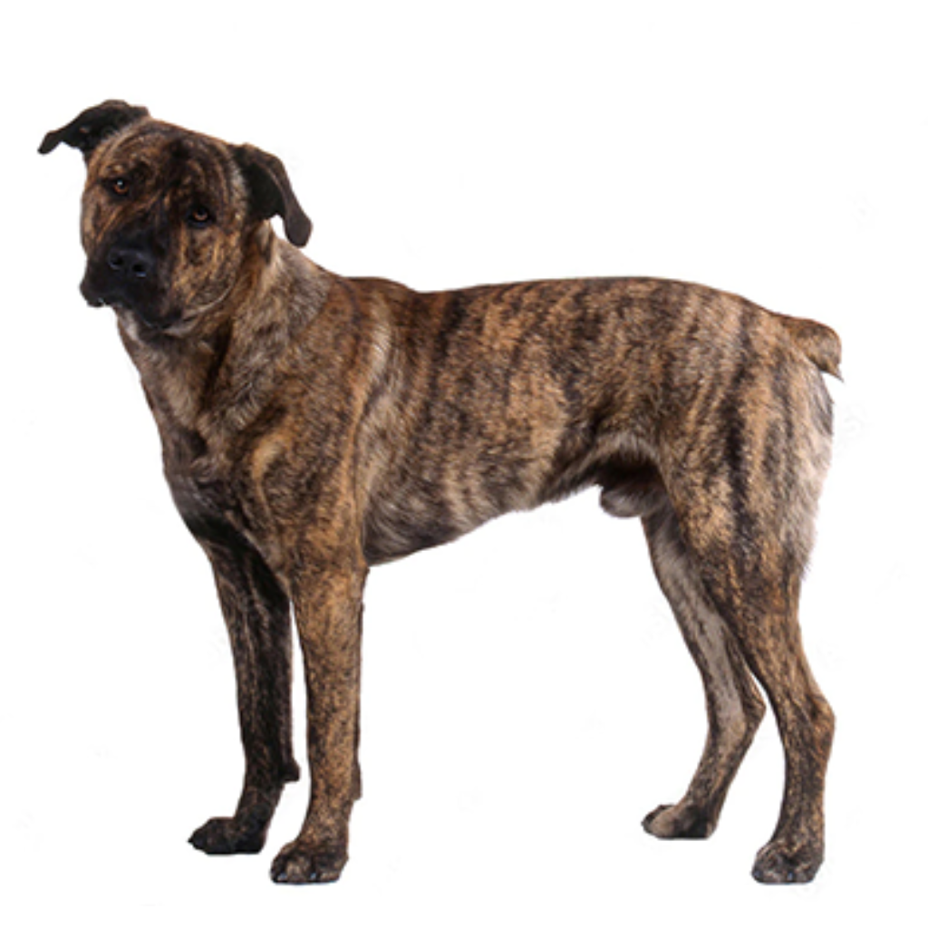 Cão Fila De São Miguel 