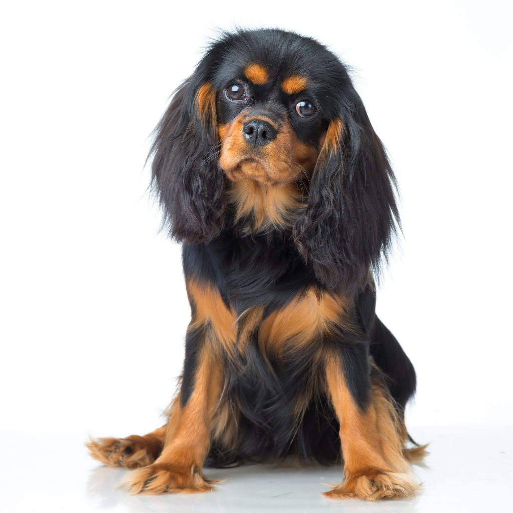Cavalier King Charles Spaniel
