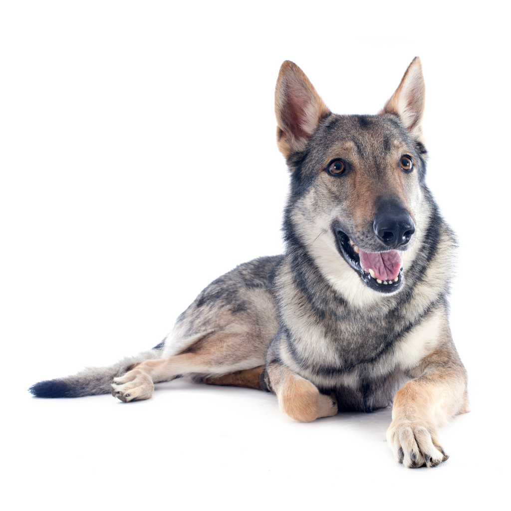 Ceskoslovensky Vlciak (ou Chien Loup Tchèque, Chien Loup Tchécoslovaque, Chien Loup Slovaque)