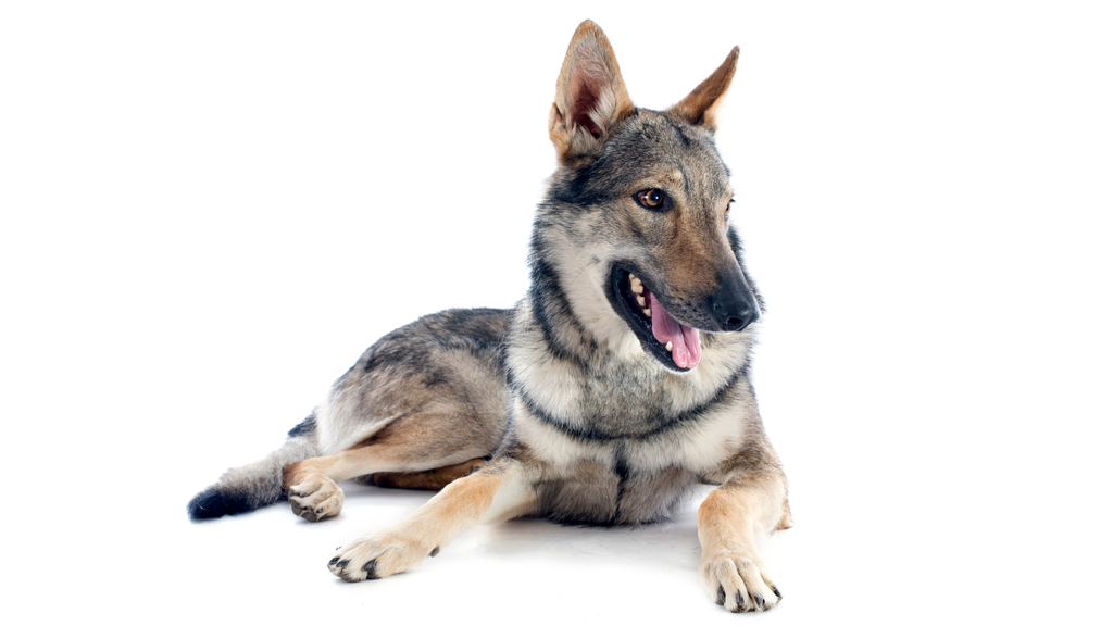 Ceskoslovensky Vlciak (ou Chien Loup Tchèque, Chien Loup Tchécoslovaque, Chien Loup Slovaque)