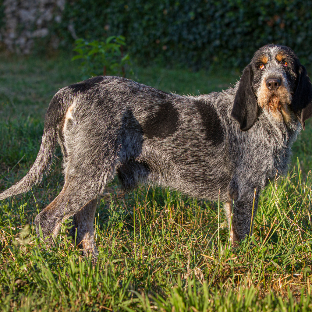 Cesky Fousek (ou Barbu Tchèque, Griffon d'arrêt Tchèque, Chien d'arrêt à poil dur slovaque) 