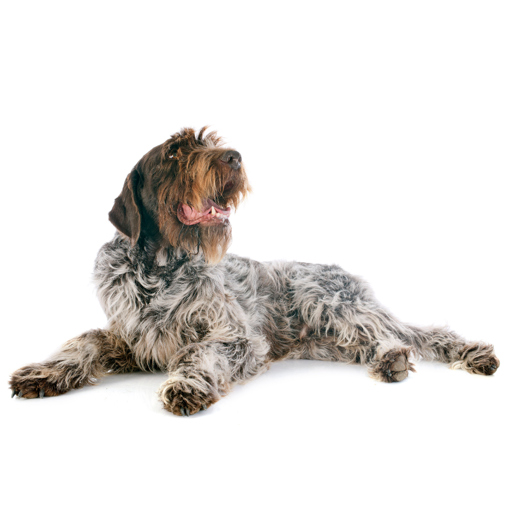 Cesky Fousek (o Barbudo Checo, Braco de Pelo Duro Checo, Perro de muestra de pelo duro eslovaco)