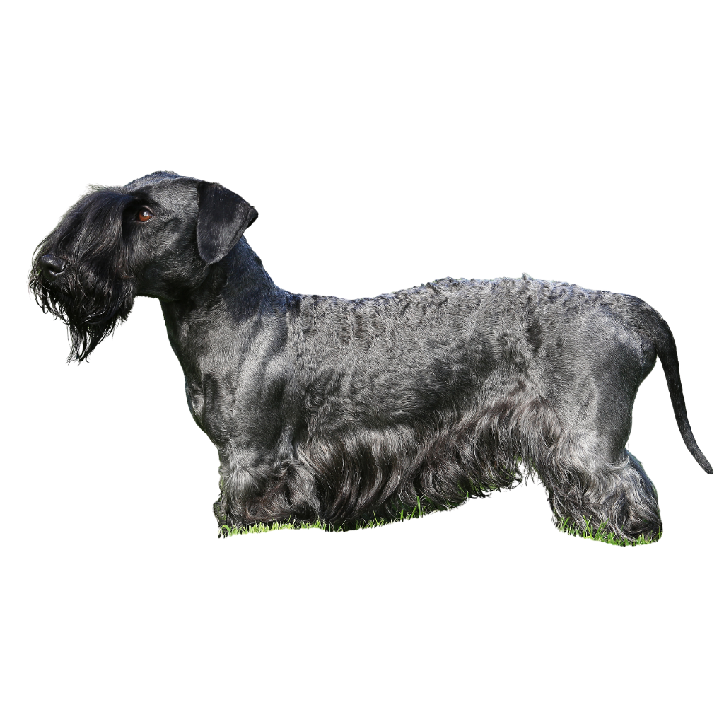 Cesky Terrier (or Czech Terrier, Bohemian Terrier)