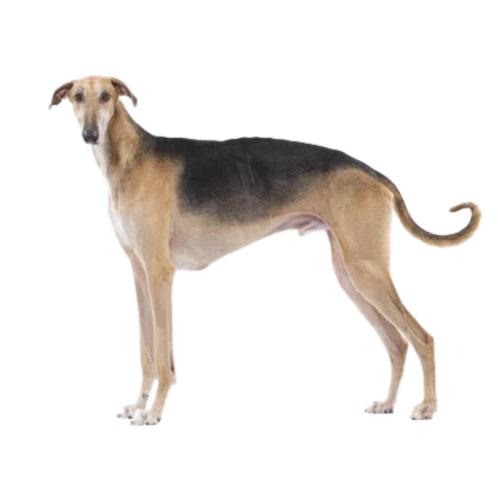 Chart Polski (or Polish Greyhound)
