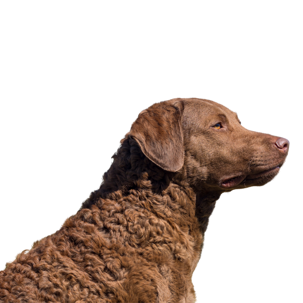 Chesapeake Bay Retriever (o Retriever de la Bahía de Chesapeake, Chessie)