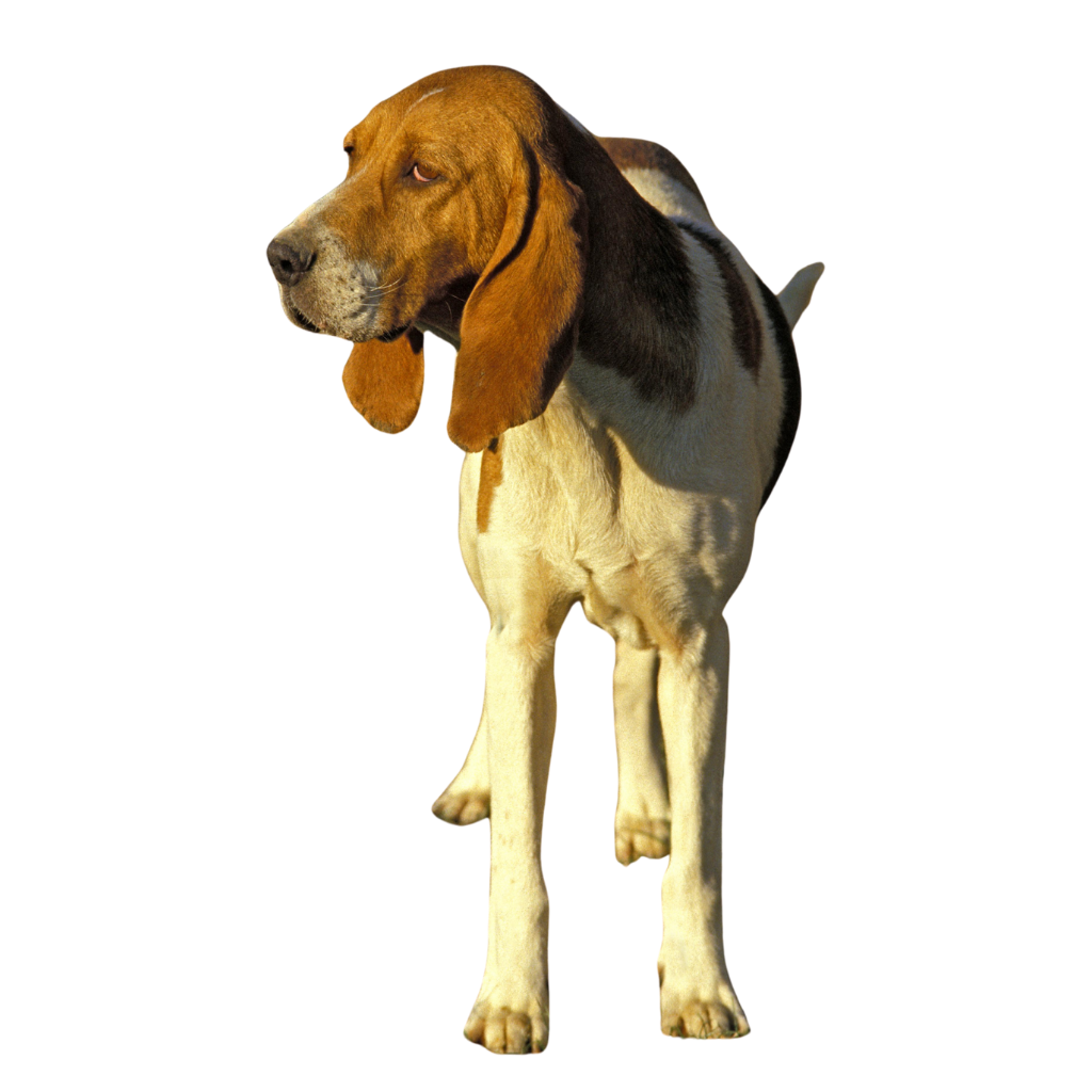 Chien d'Artois (ou Grand Chien d'Artois, Picard, Briquet d'Artois)