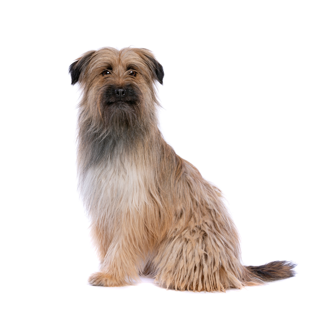 Chien de Berger des Pyrénées à face rase (ou Pyrenean Shepherd) 