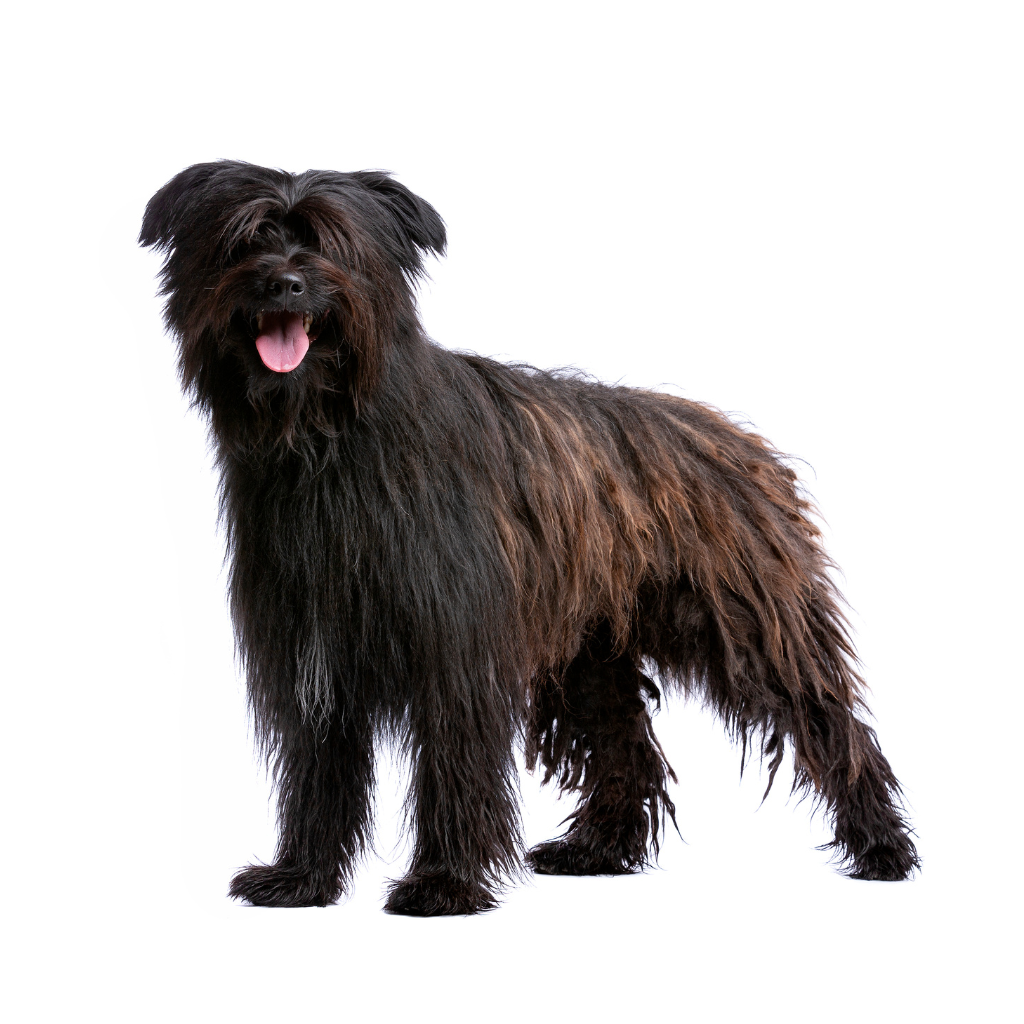 Chien de Berger des Pyrénées à poil long