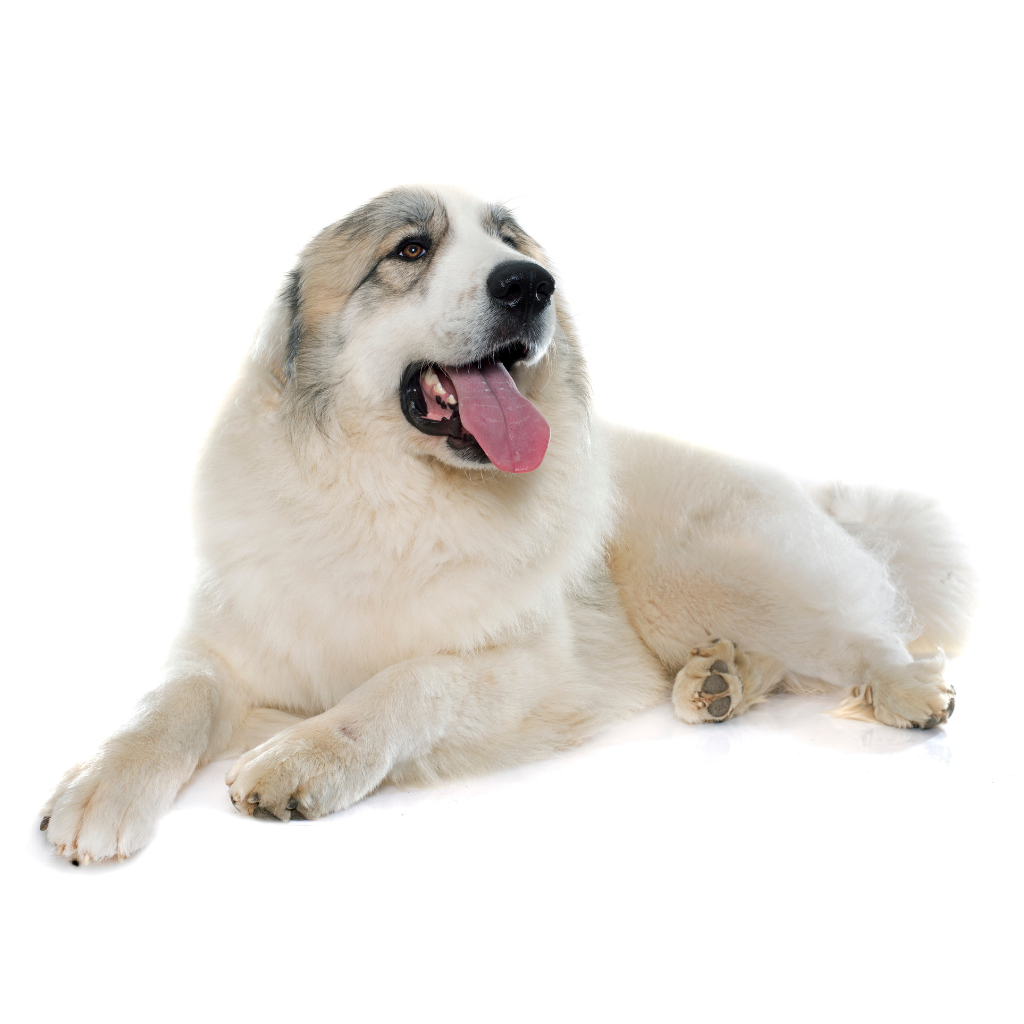 Perro de Montaña de los Pirineos (o Patou, Gran Pirenaico, Pyrenean Mountain Dog)