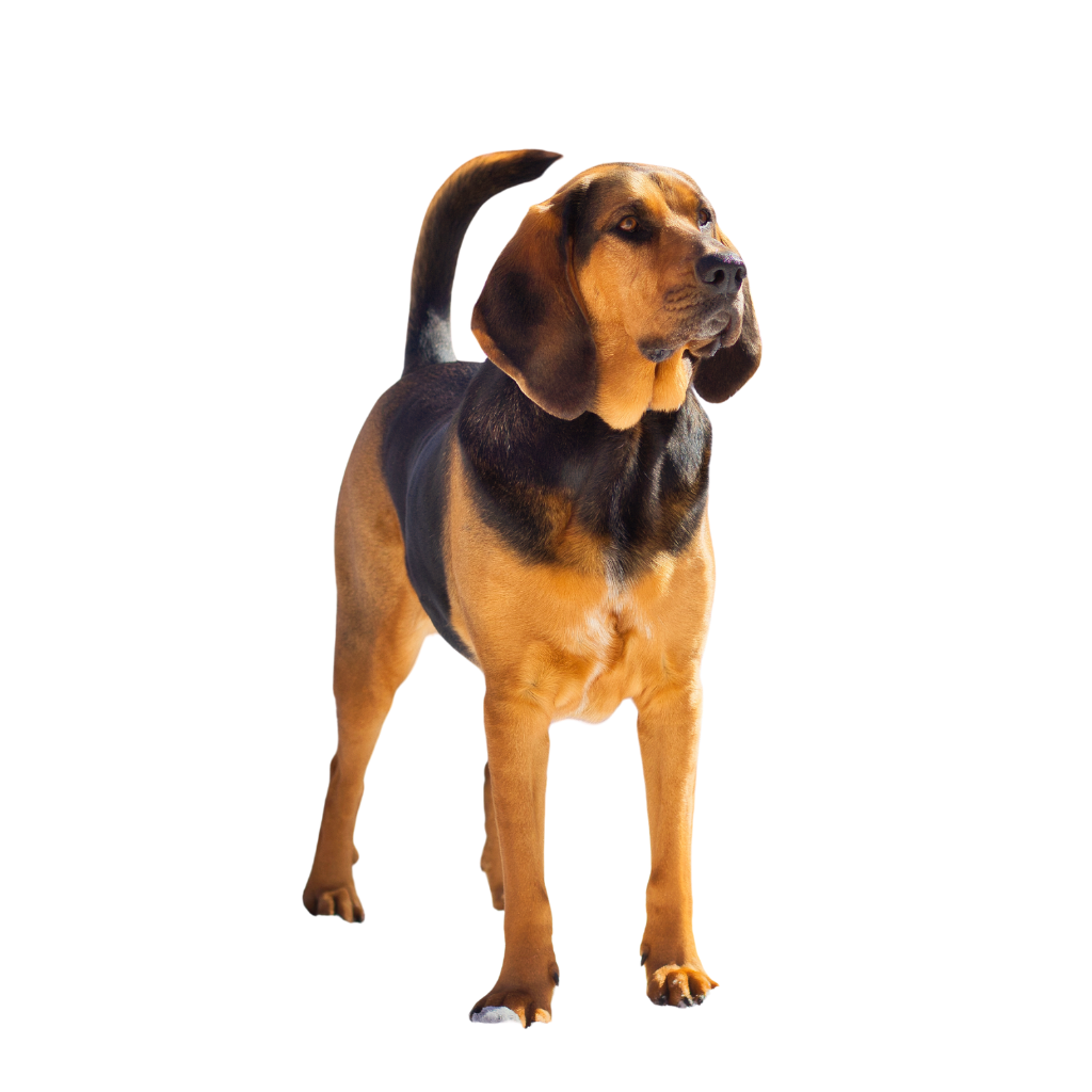 Chien de Saint Hubert (ou Bloodhound) 
