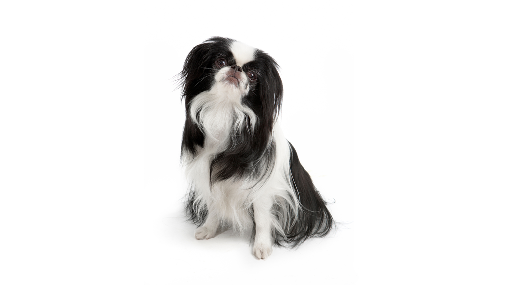 Chin (o Spaniel Japonés, Japanese Chin)