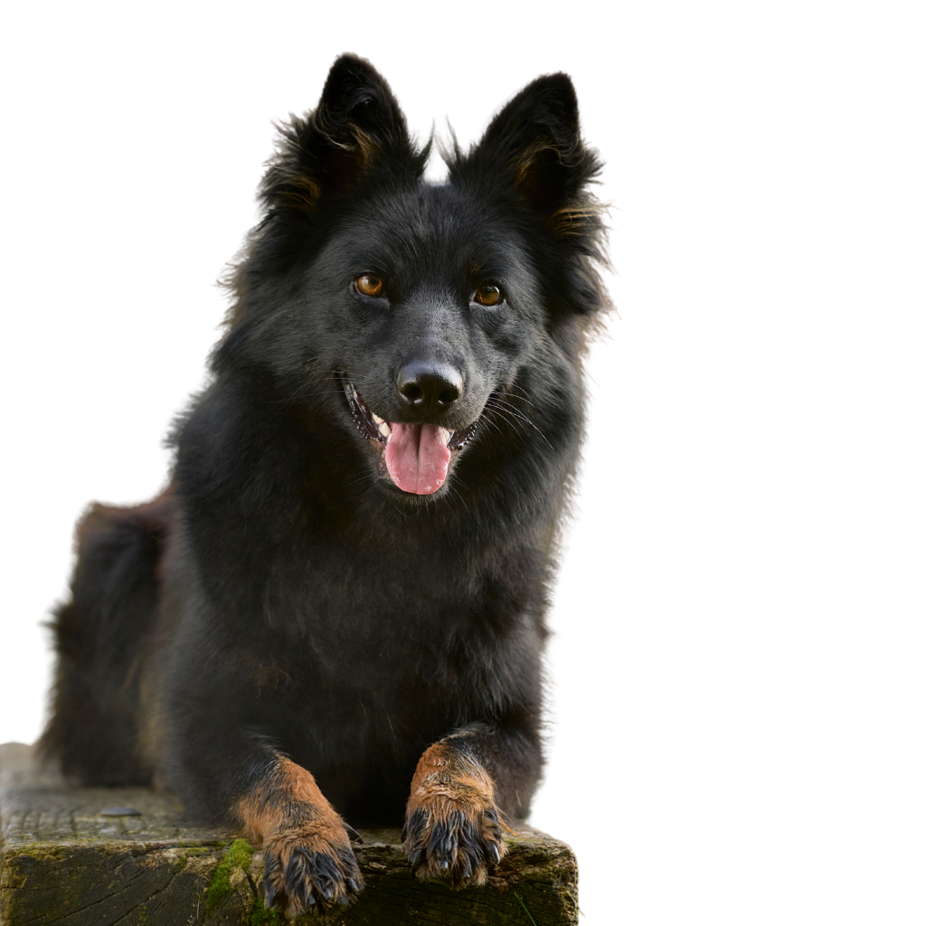 Chodsky Pes (or Bohemian Shepherd Dog)