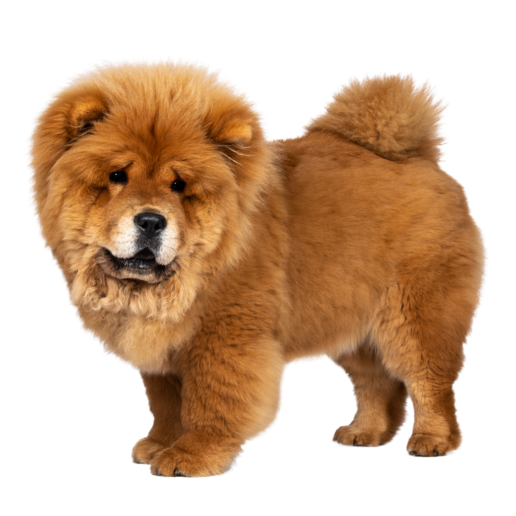 Chow Chow