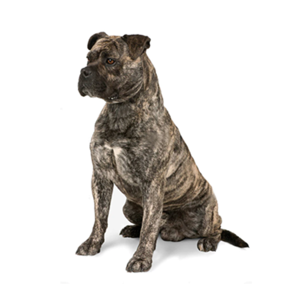 Cimarrón Uruguayo (or Cimarrón)