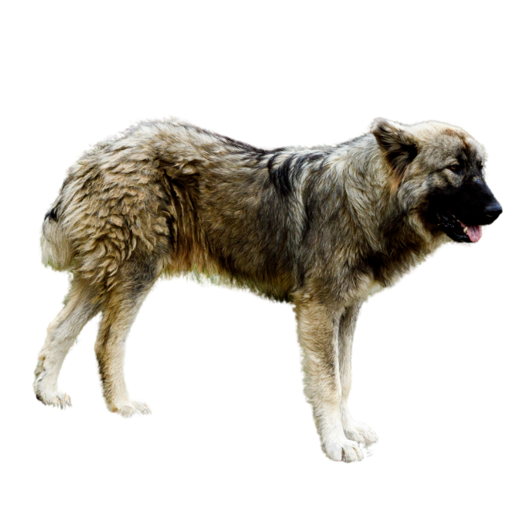 Ciobanesc Românesc Carpatin (ou Chien de Berger Roumain des Carpathes, Carpatin, Romanian Carpathian Shepherd Dog)