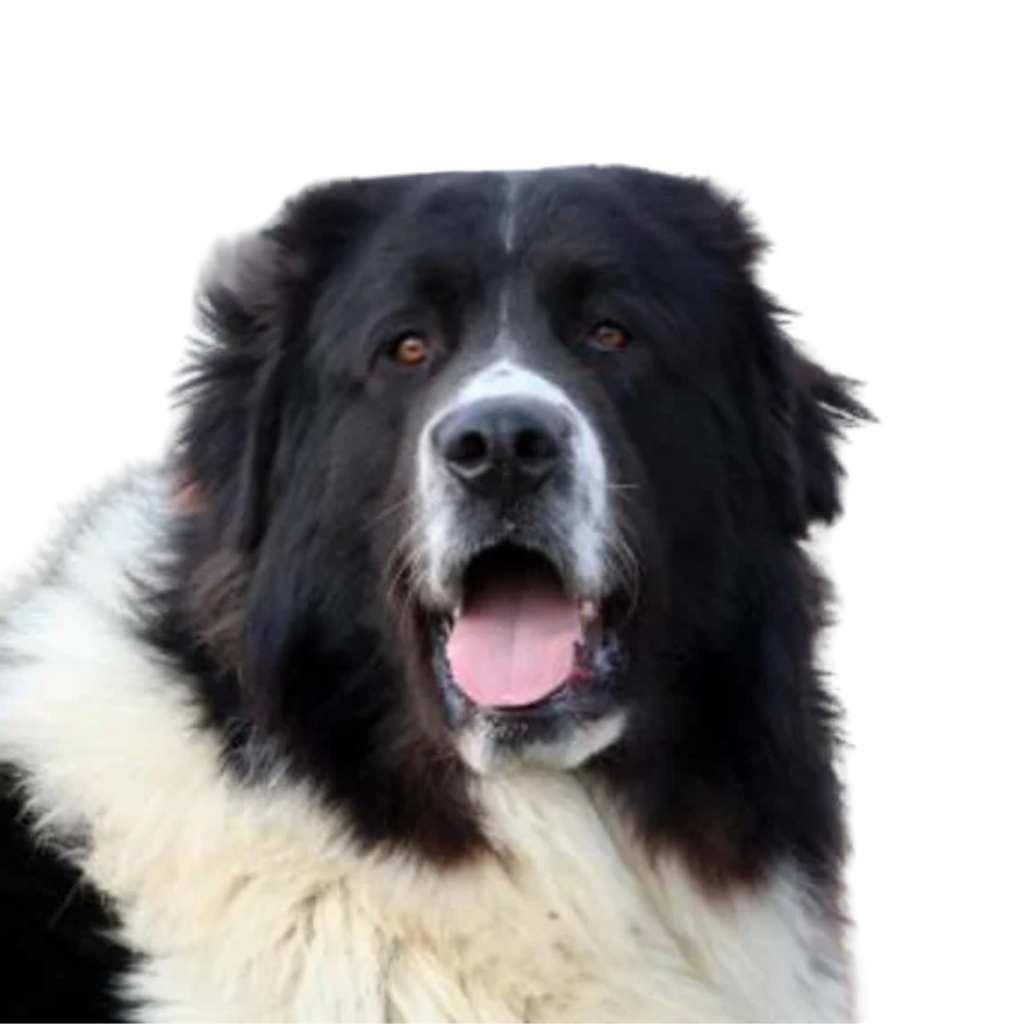 Roemeense Herder van Bucovina (of Roemeense Herder van Bucovina)