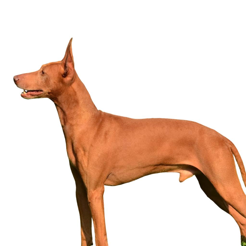 Cirneco Dell'etna (ou Lévrier sicilien, Cirneco de l’Etna) 