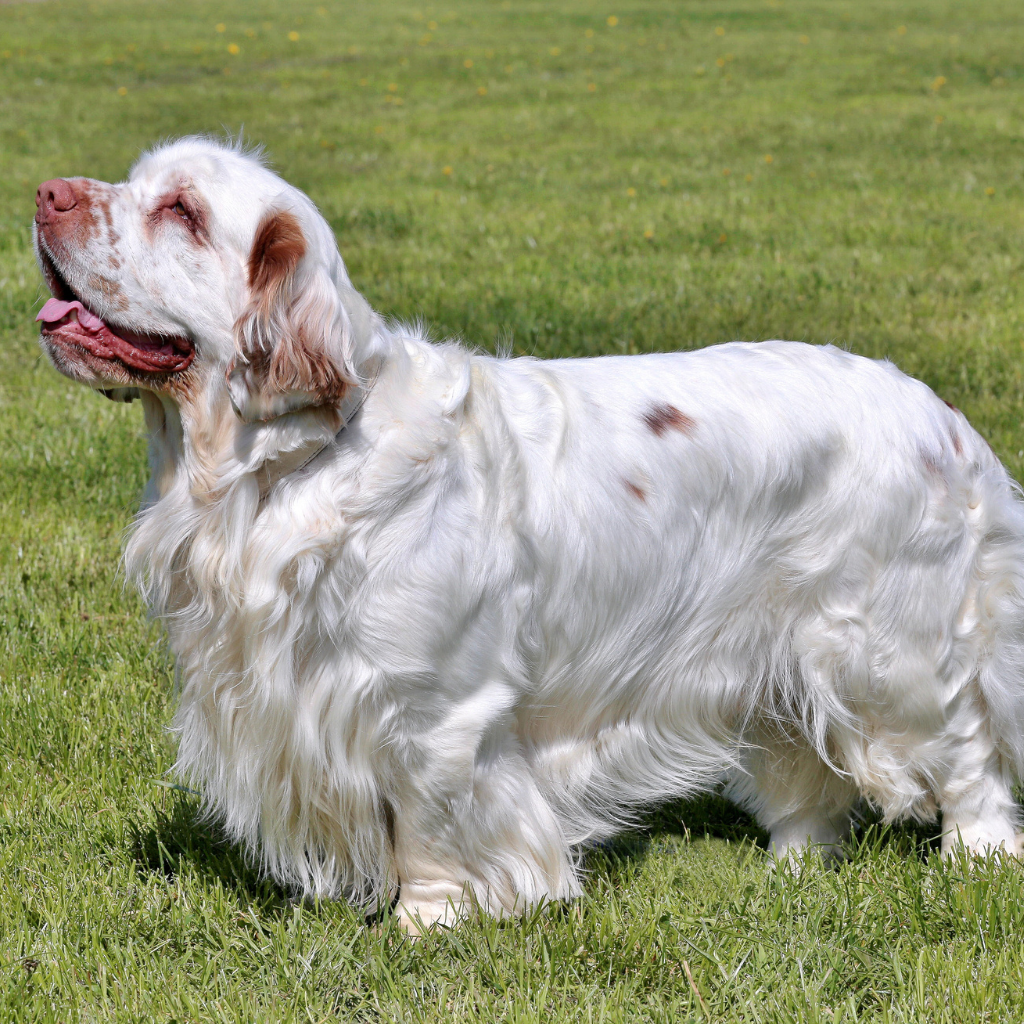 Clumber-Spaniel