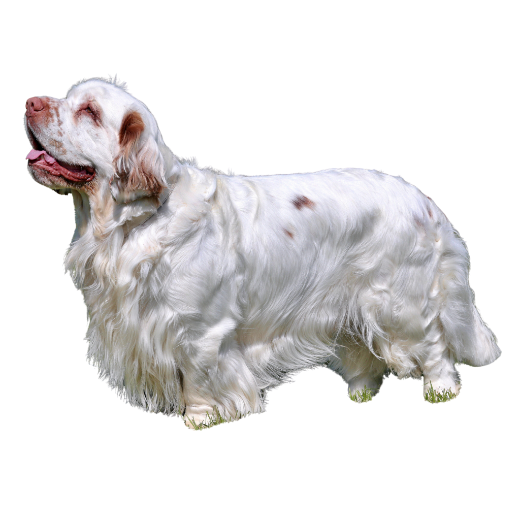 Clumber-Spaniel