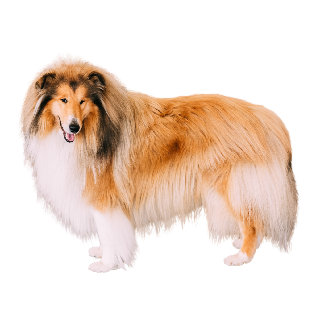 Collie Rough (o Pastor Escocés de pelo largo, Collie de pelo largo)