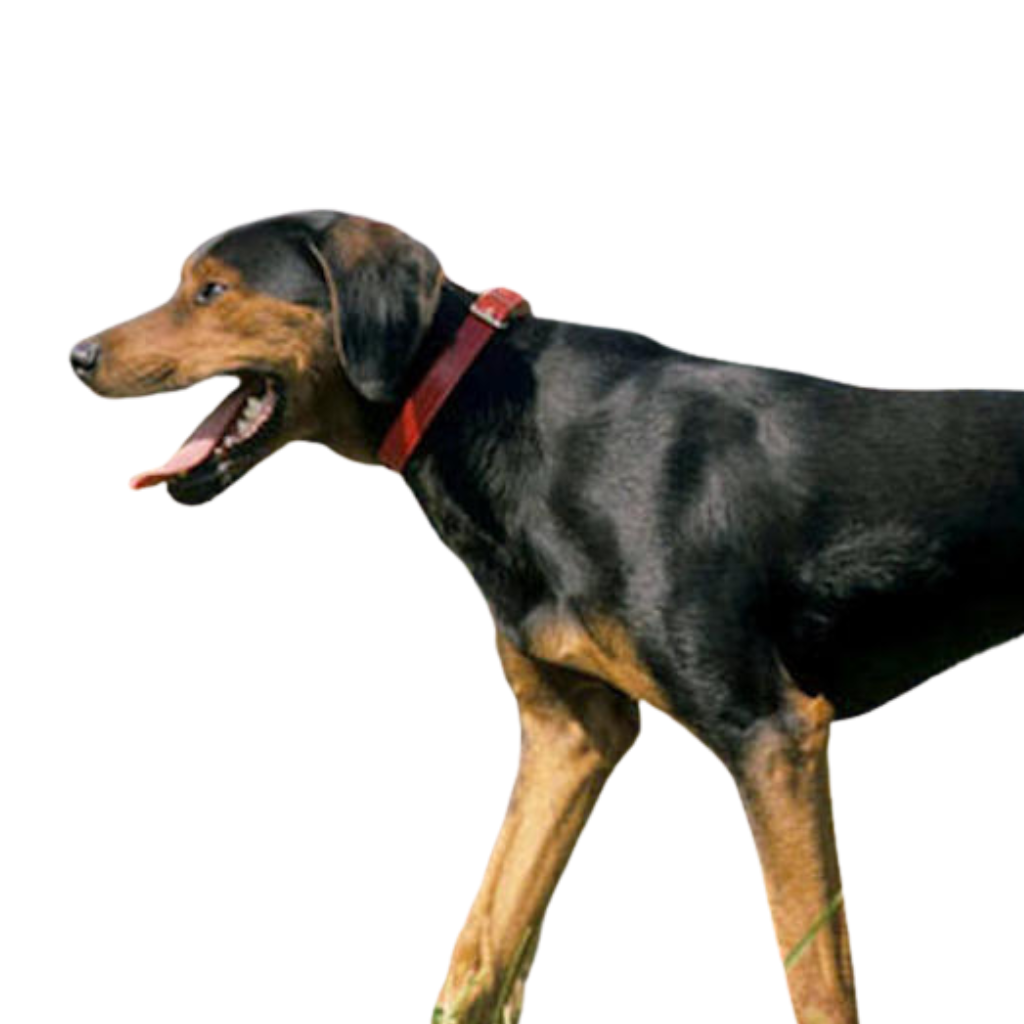 Crnogorski Planinski Gonic (ou Chien Courant de Montagne du Monténégro, Chien courant yougoslave de montagne) 