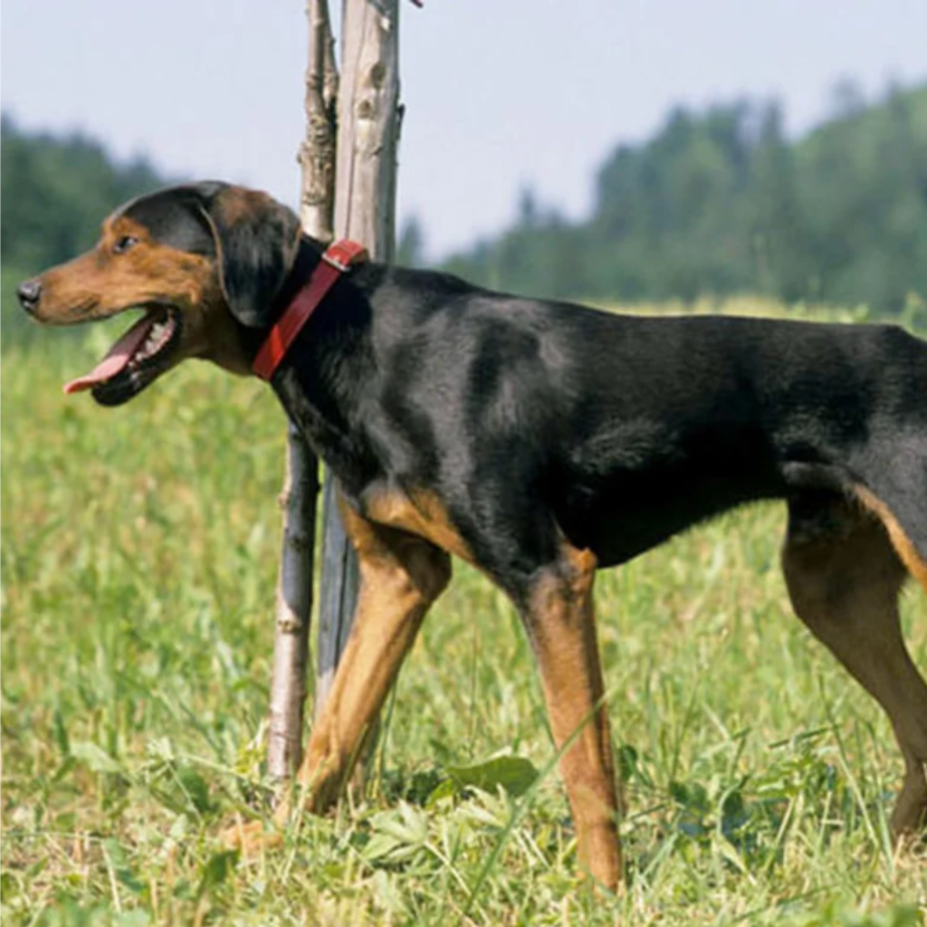 Crnogorski Planinski Gonic (ou Chien Courant de Montagne du Monténégro, Chien courant yougoslave de montagne) 