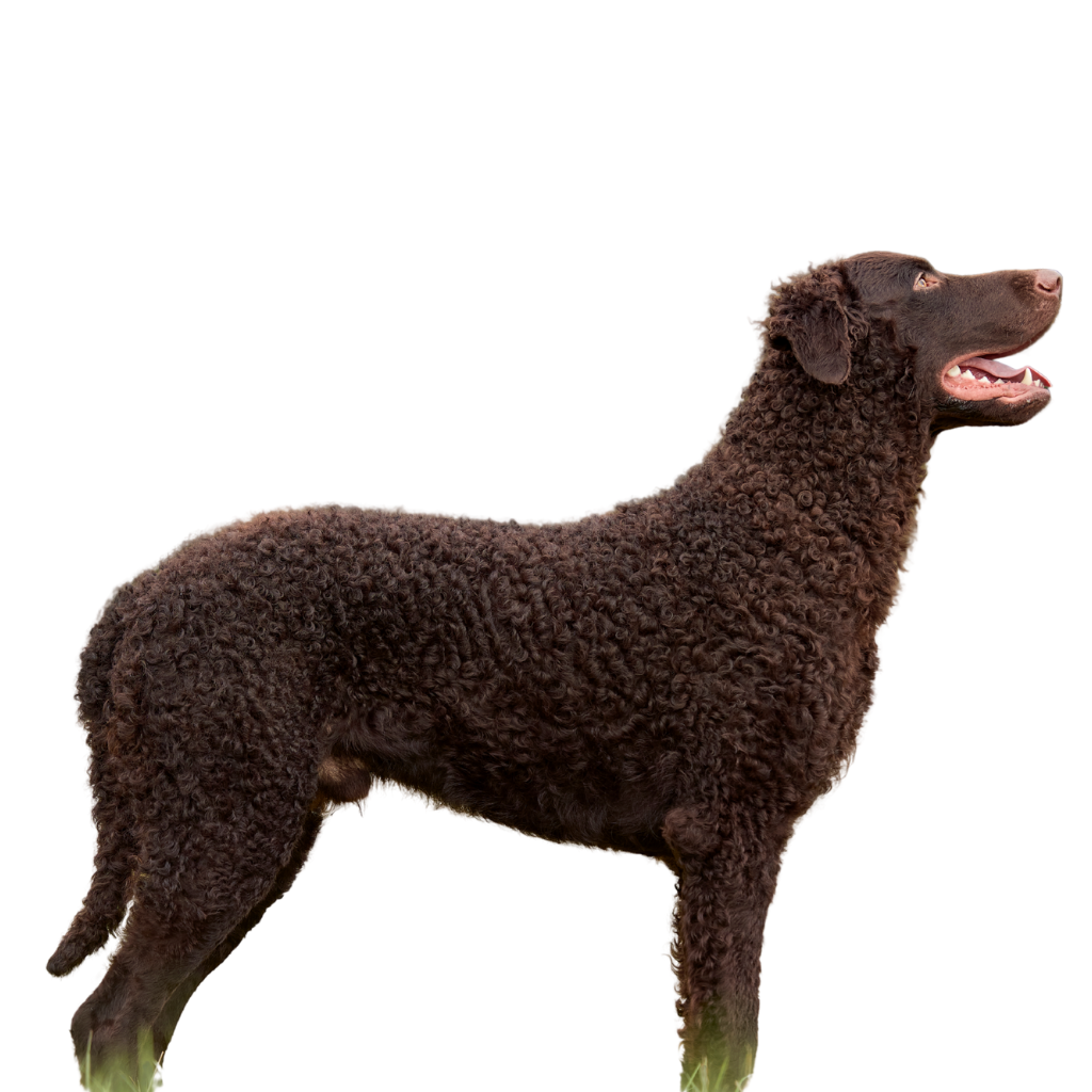 Curly Coated Retriever (Ou Retriever à poil bouclé) 