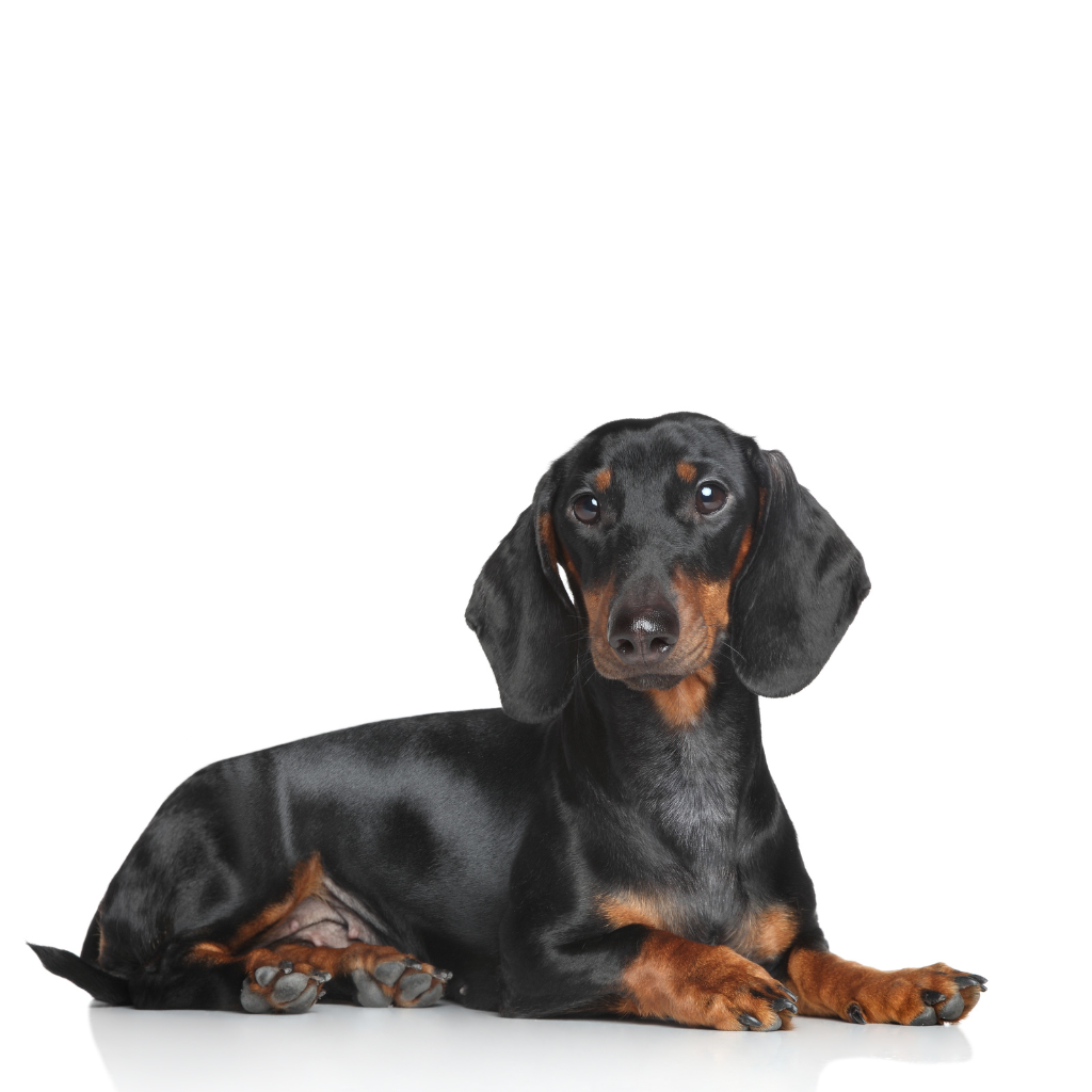 Dachshund (or Teckel)