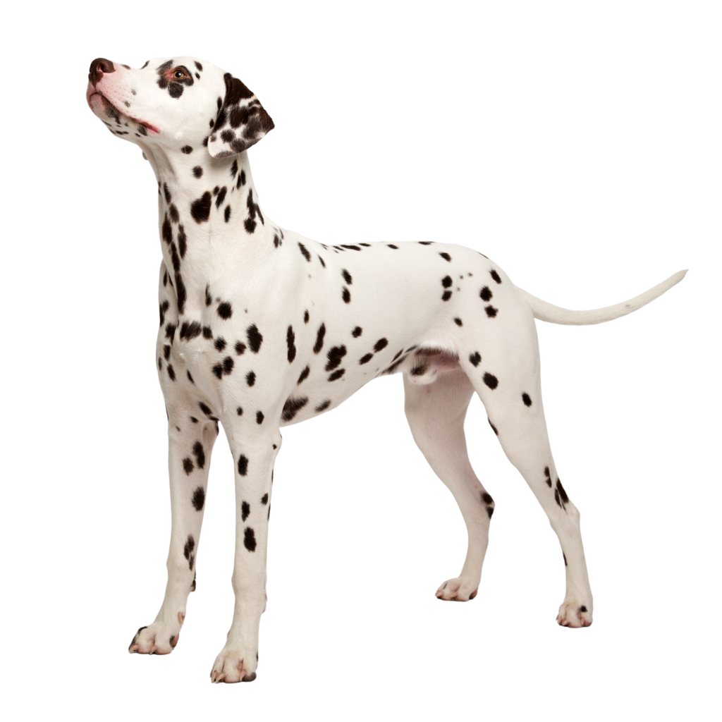 Dalmatian Dog (or Dalmatian)