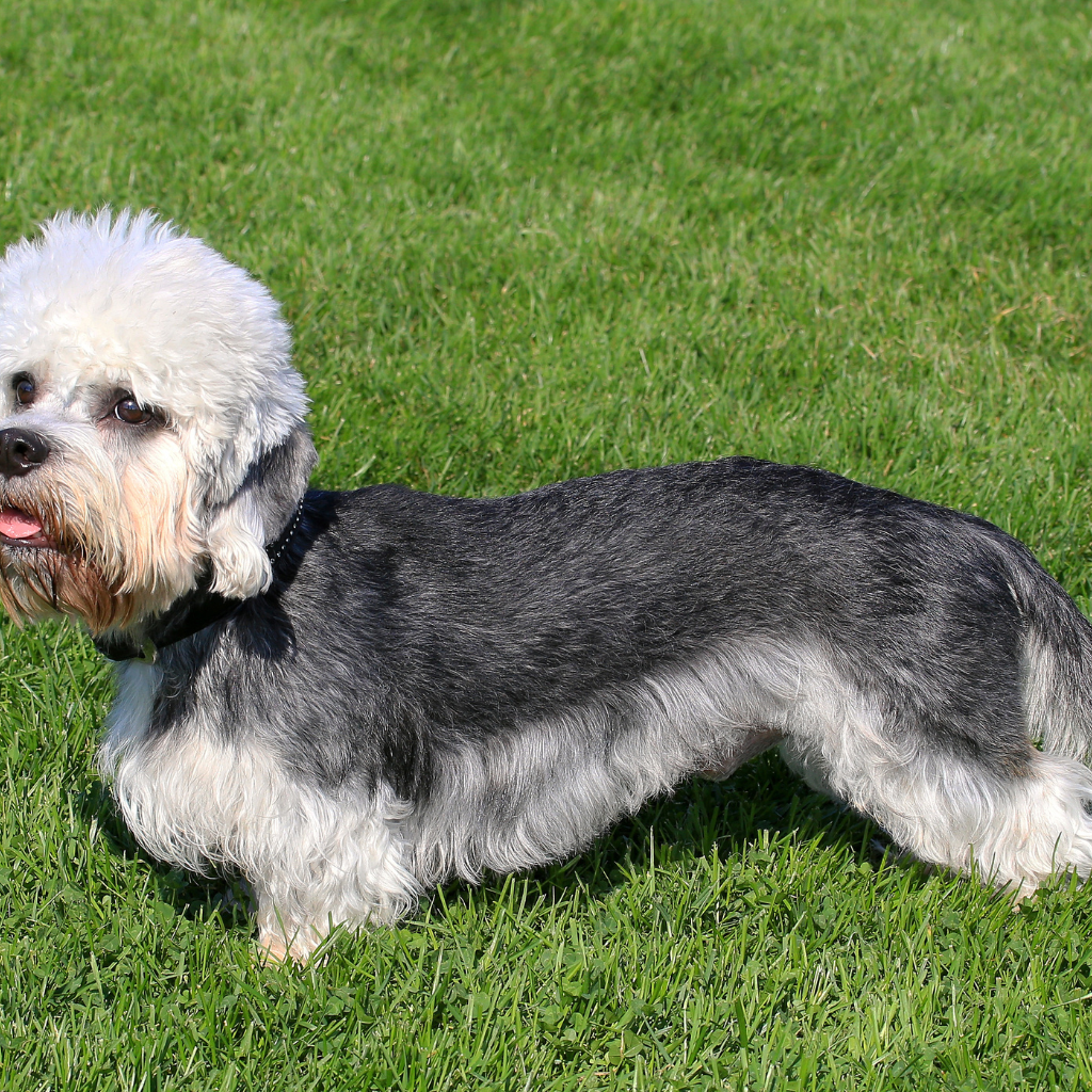 Dandie Dinmont Terrier