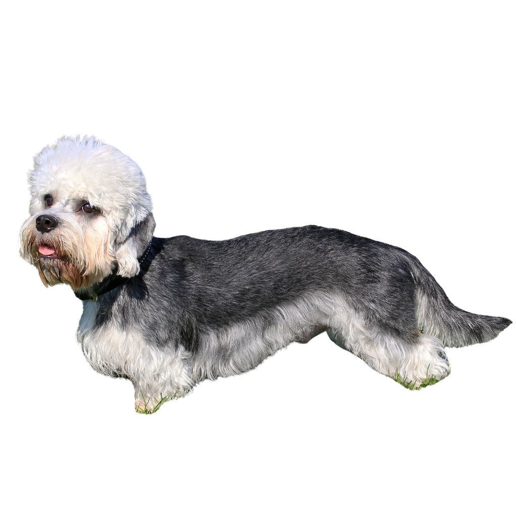 Dandie Dinmont Terrier