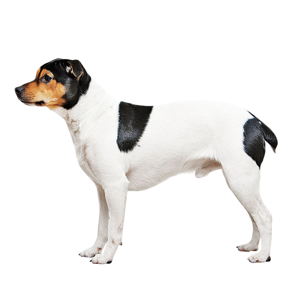 Dansk-Svensk Gårdshund (Chien de Ferme Dano-Suédois) 