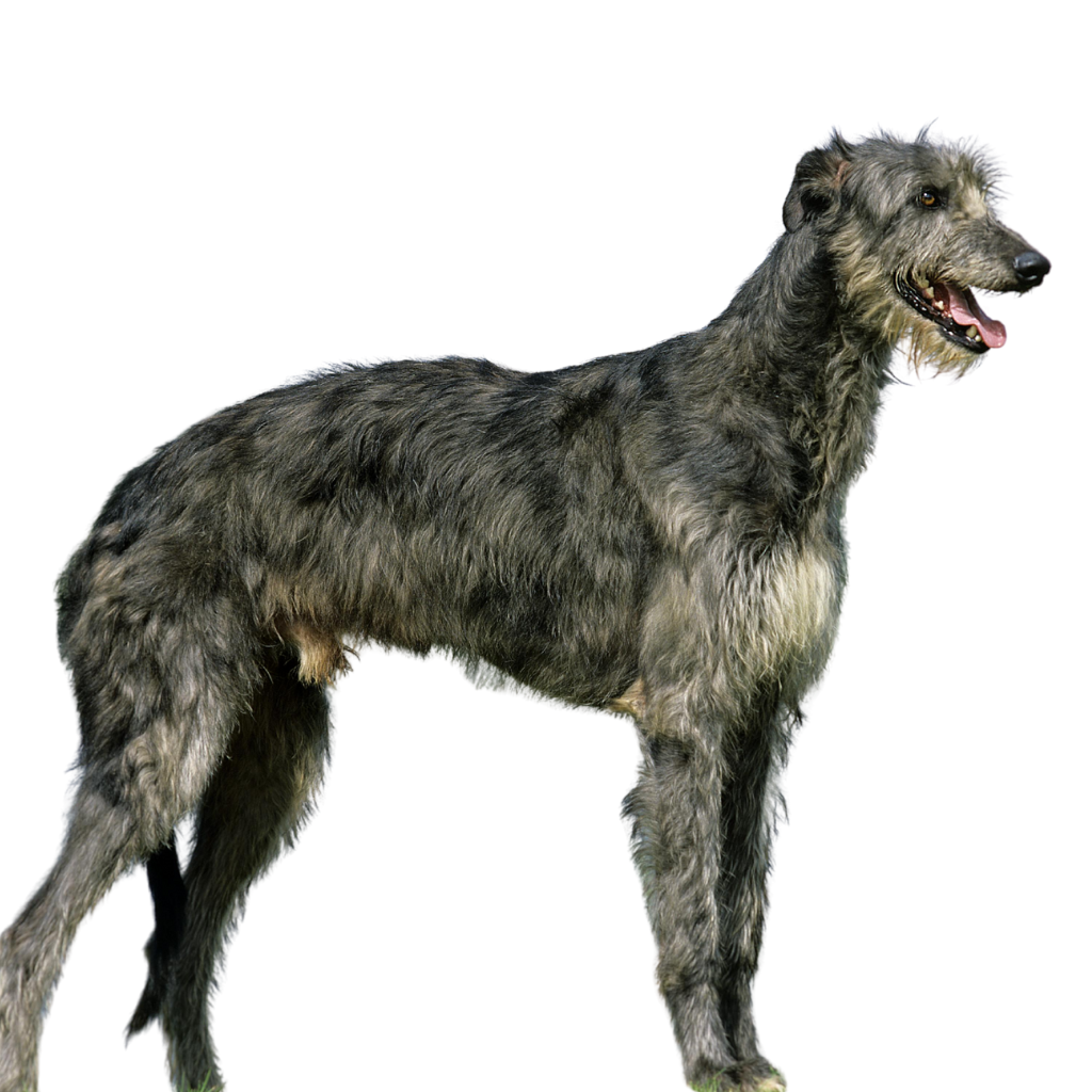 Deerhound (ou Lévrier Écossais, Scottish Deerhound)