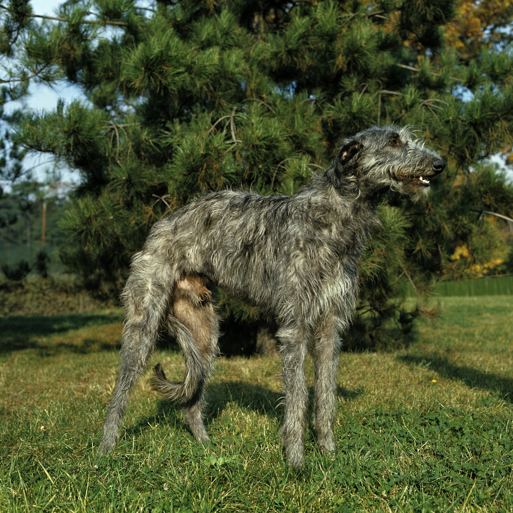 Deerhound (ou Lévrier Écossais, Scottish Deerhound)