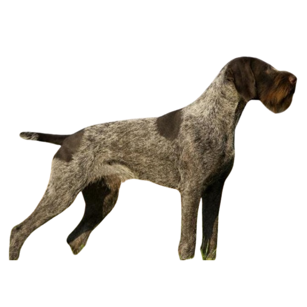 Deutsch Drahthaar (Duitse staande hond met ruwharig)
