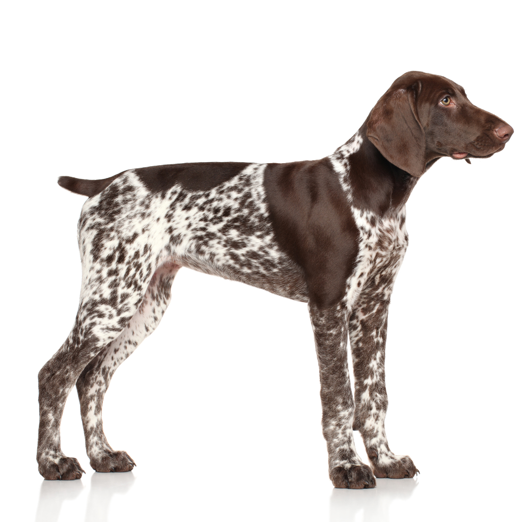 German Shorthaired Pointer