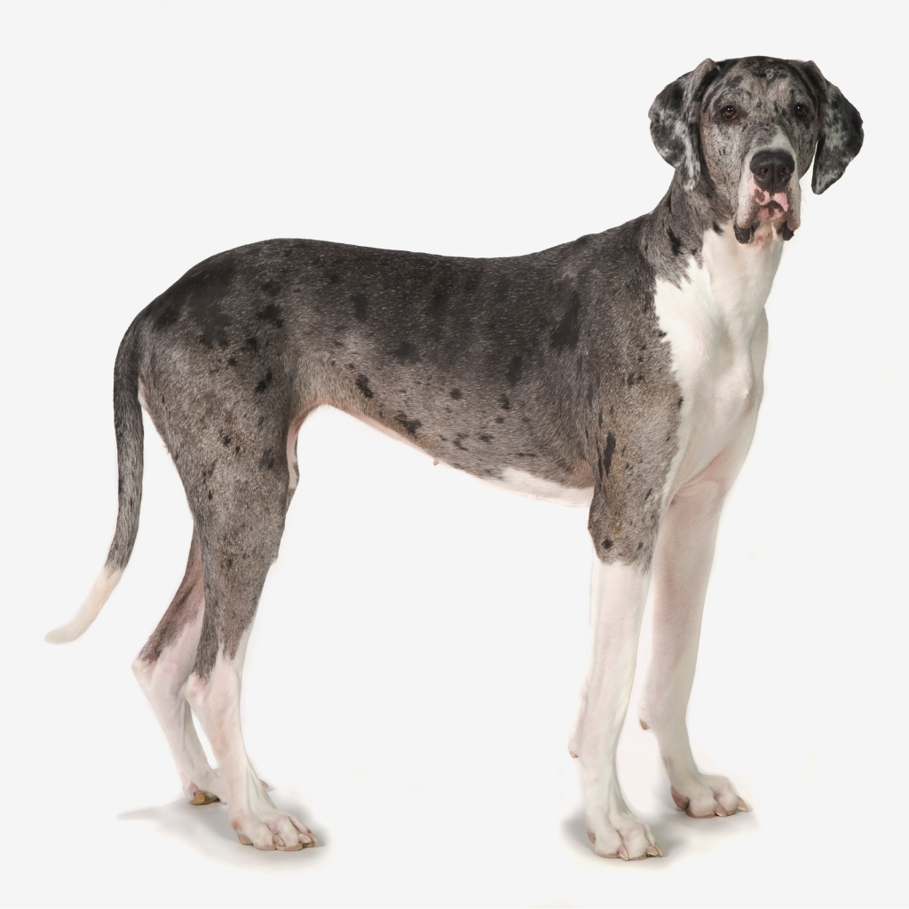 Great Dane (or Deutsche Dogge, Grand Danois)